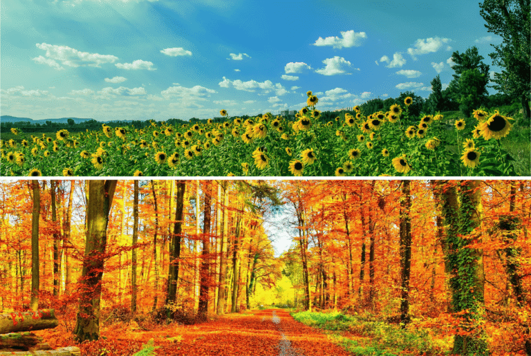 Seasonal wellness inspiration in Traditional Chinese Medicine showing a vibrant summer scene with blooming sunflowers and lush greenery transforming into autumn with golden and orange leaves, symbolizing natural balance and vitality