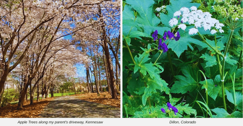 Scenic view of apple trees along a gravel driveway in Kennesaw, branches heavy with blossoms, creating a picturesque entrance to a countryside home.)