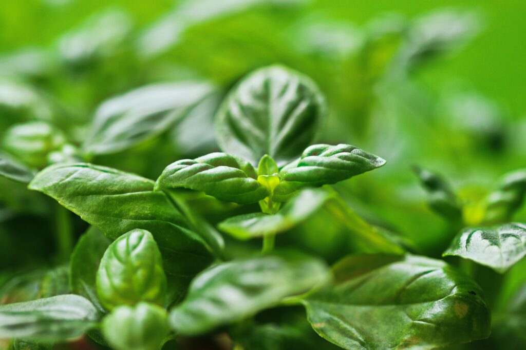 Close-up of fresh holy basil leaves symbolizing natural healing and holistic wellness, illustrating various holy basil benefits such as stress relief, improved immunity, and better digestion.