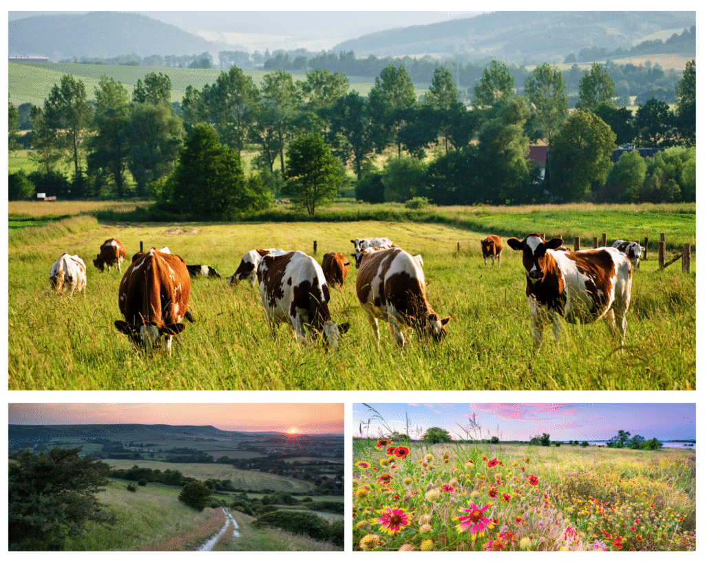 A brown horse peacefully grazing on fresh green grass in a sunny meadow surrounded by evergreen trees, colorful flowers, and distant mountains, symbolizing vitality, grounding, and balance in Traditional Chinese Medicine.